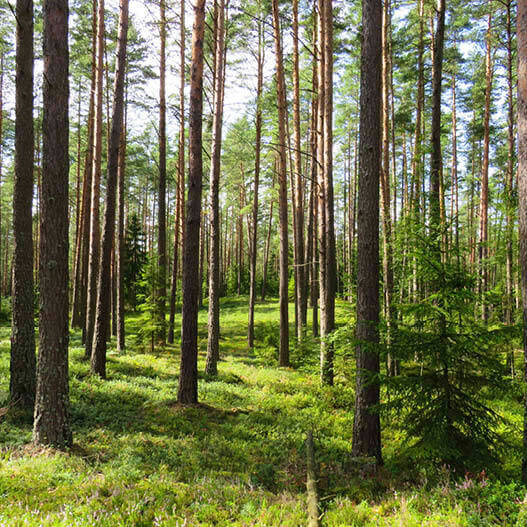 Gestion des forêts : 7 initiatives vertueuses - Kipli