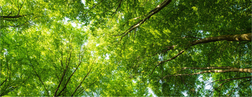 Green Friday : Une consommation responsable avec la planète