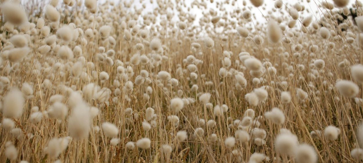 Cotone convenzionale contro cotone biologico: qual è la differenza?