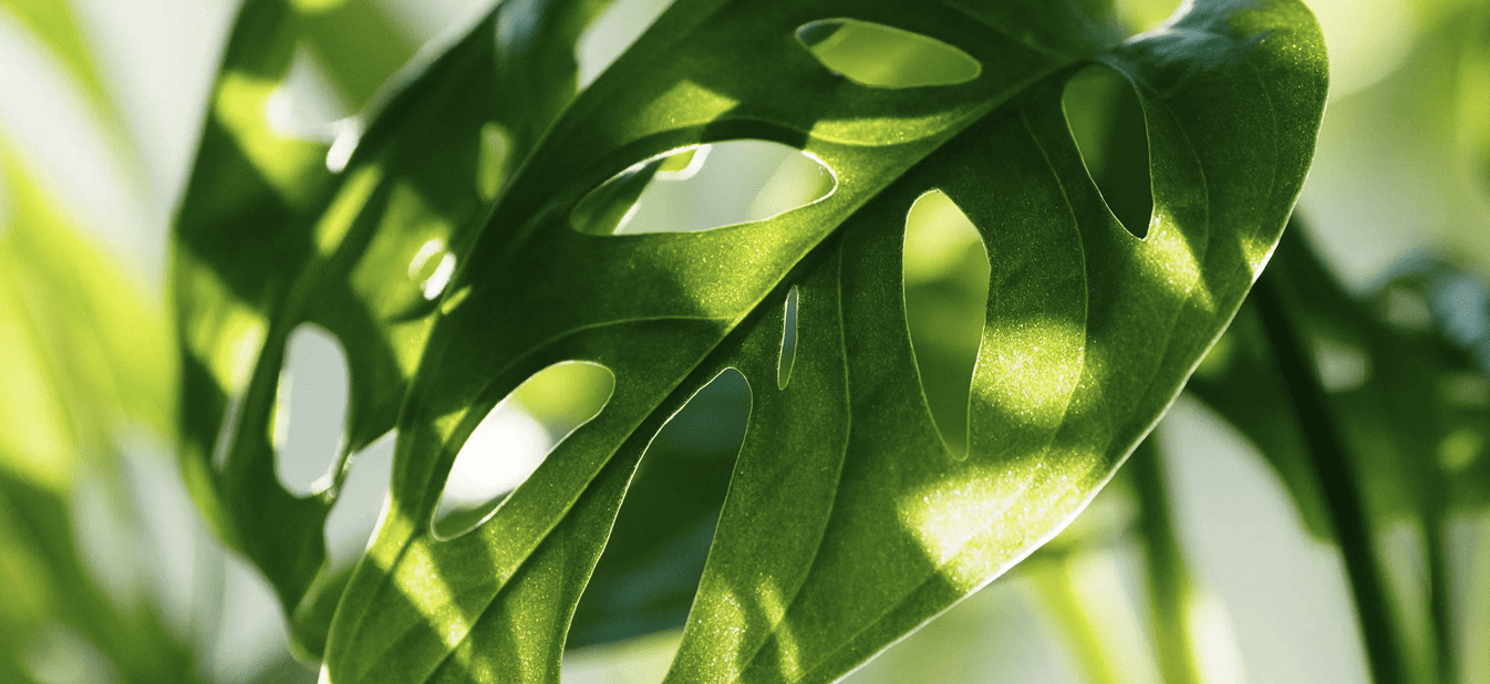 10 plantes faciles d’entretien qui purifient l’air et apaisent l’esprit