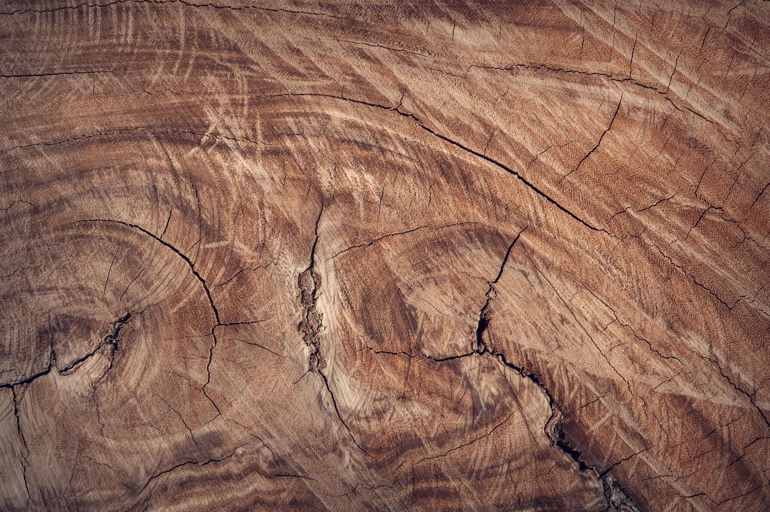 Viaggio nel mondo delle essenze legnose: i diversi tipi di legno per i mobili