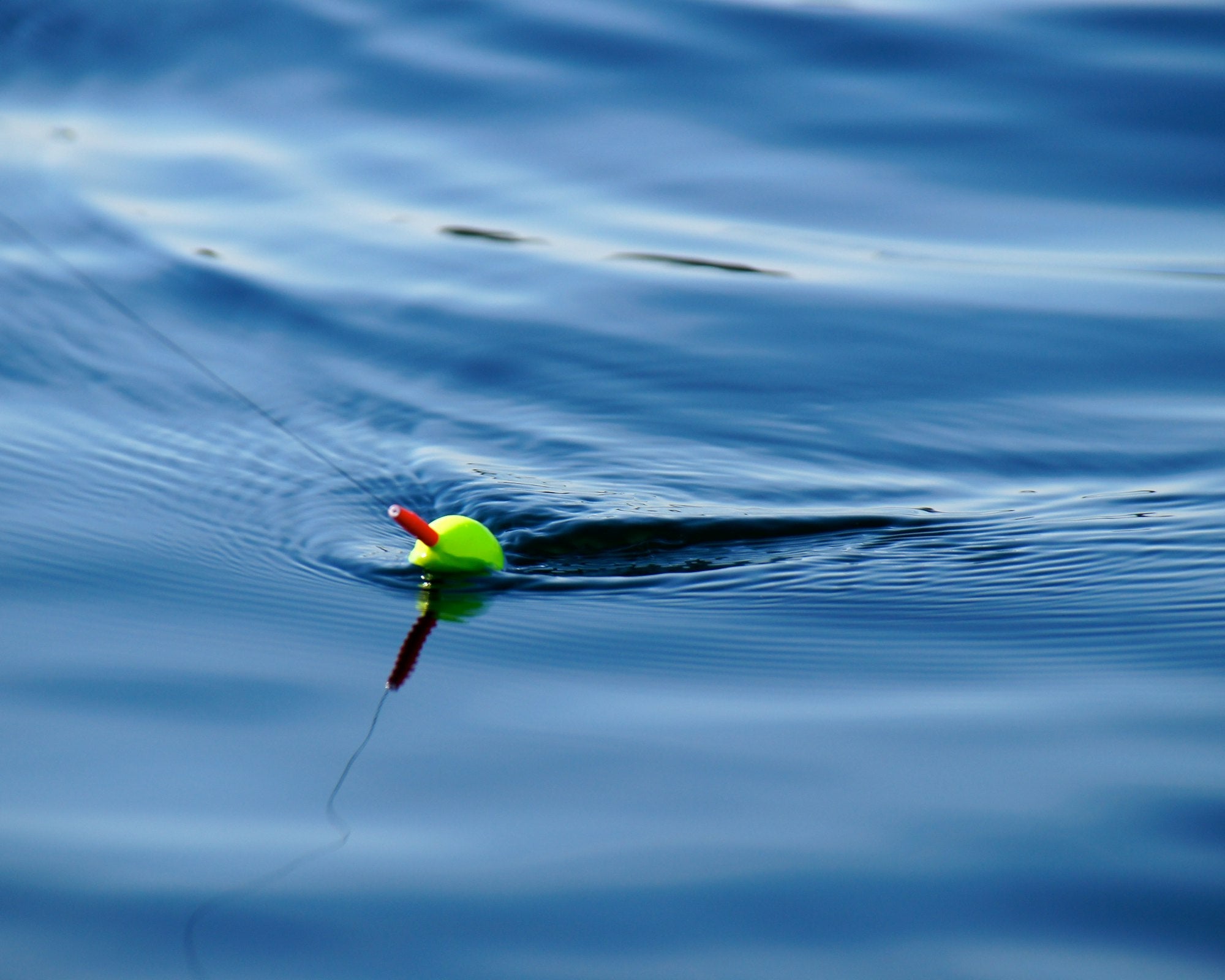 Comment la surpêche a modifié la vie marine ? - Kipli