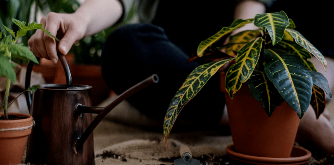 Urban Jungle: 7 pflegeleichte Zimmerpflanzen - Kipli