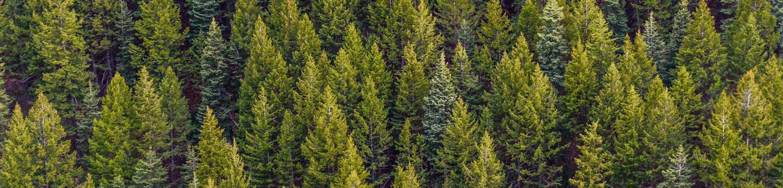 Come trascorrere un Natale all’insegna della natura?