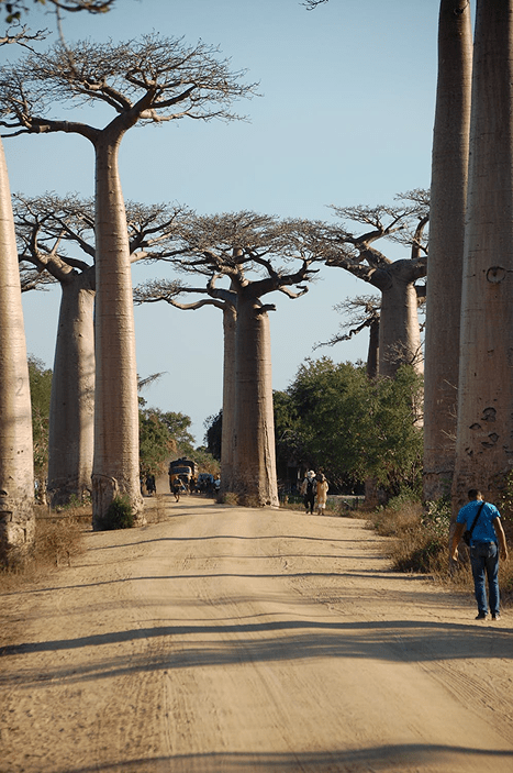 Collection Baobab : une histoire de racines, de formes et d’équilibre - Kipli