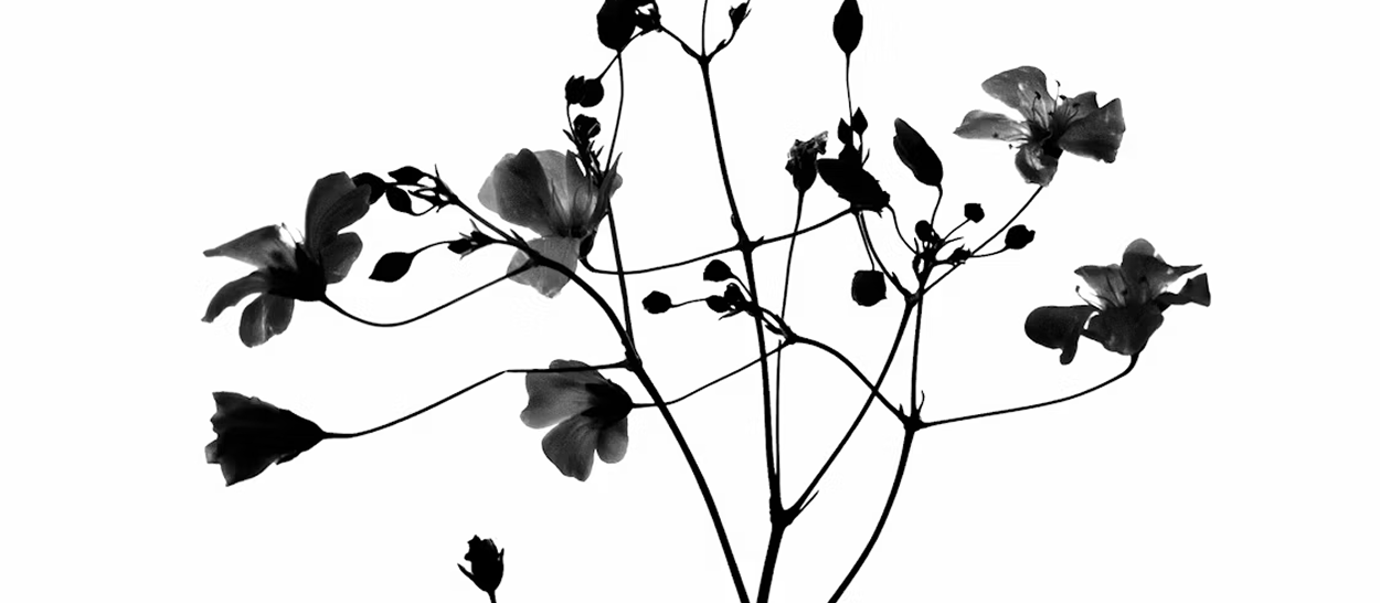 Wabi-sabi : la philosophie japonaise de la beauté imparfaite dans la maison