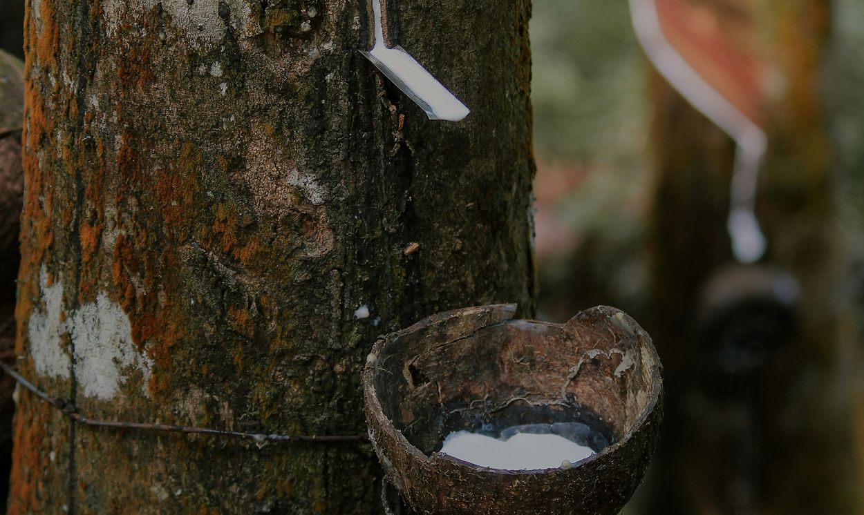Raccolta del lattice naturale da un albero della gomma, che scorre in una coppetta fissata al tronco.