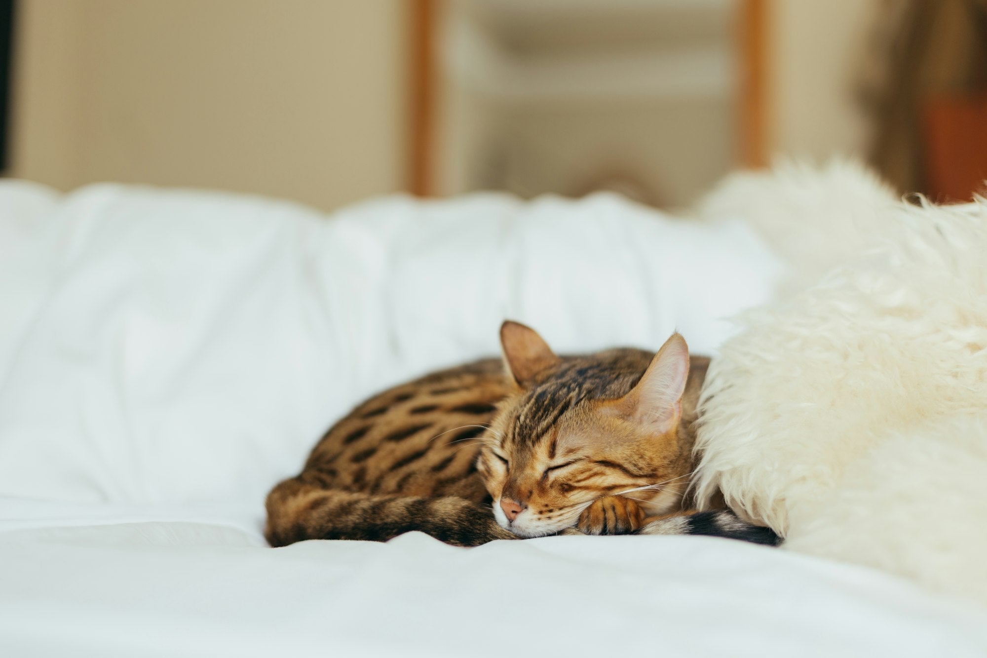 Quelle est la durée idéale d'une micro-sieste ?