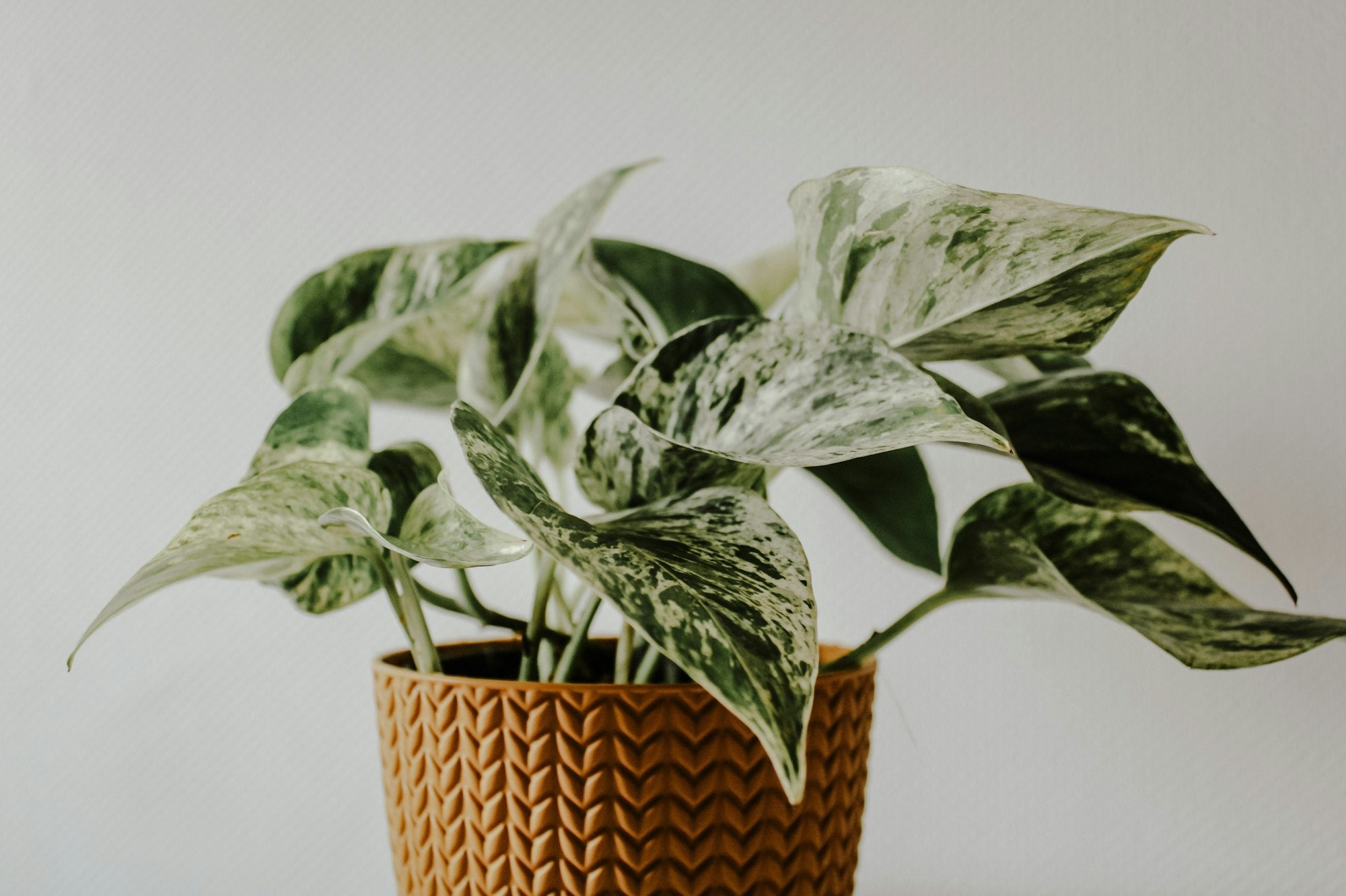 Quelles plantes mettre dans une chambre ?