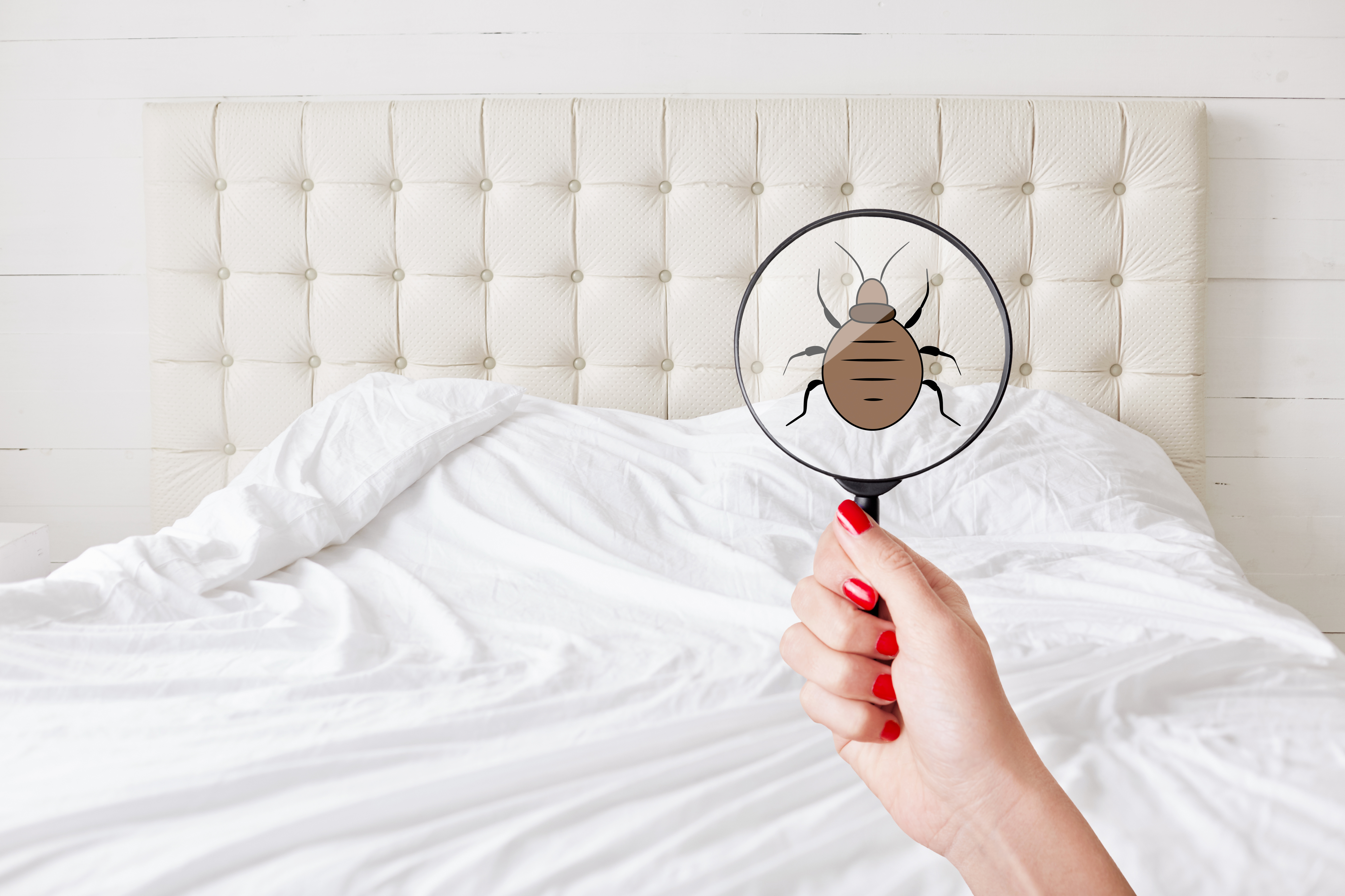 Les punaises de lit : Comment prévenir l’infestation ? Et comment s’en débarrasser ?